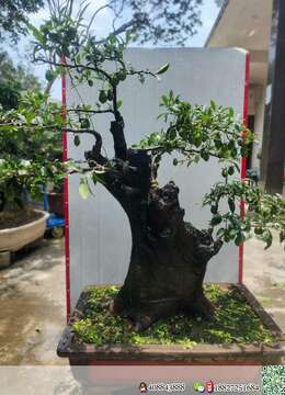 金弹子下山桩金弹子抱石