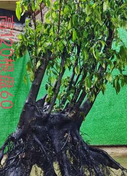 漂亮全冠年功熟桩，金弹子，有喜欢赶紧下单。