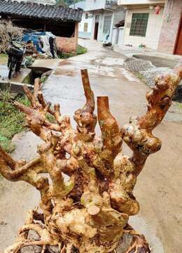 金弹子下山桩附石金弹子