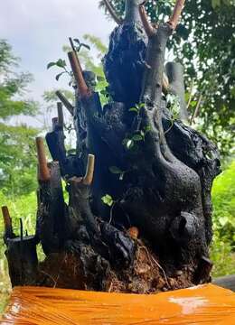 金弹子树桩盆景金弹子批发价格