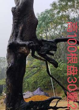 刚刚下山新鲜。母桩金弹子，有一起打包价格美丽，