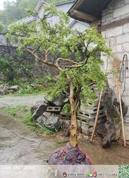 正宗湖北白皮小叶瓜子黄杨大货