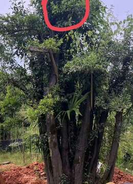 2吨大丛林金弹子，已嫁接四季果，满果型，别墅庭院首选，有喜欢赶紧下单，转车发货。