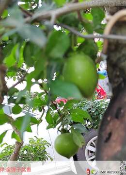 老鸦柿发嫰枝后可以施肥吗