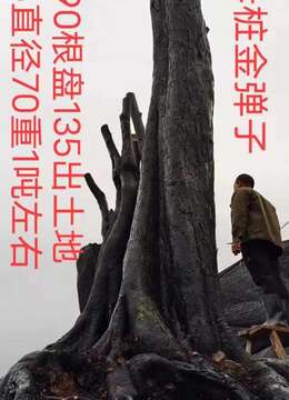 吨位级原生大母桩金弹子，别墅庭院首选，霸气十足