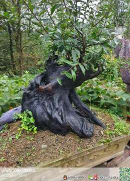 金弹子下山桩金弹子斜杆