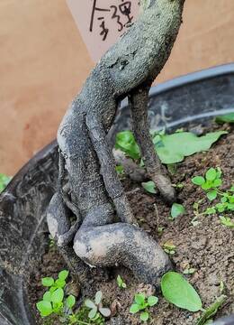 小品盆景153号金弹子广东阳台客厅可以养的金弹子盆景