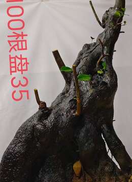 漂亮母桩金弹子，熟桩，有喜欢赶紧下单