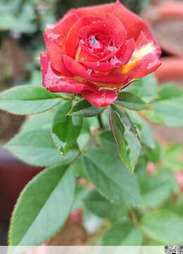 老鸦柿 盆景素材佳丽