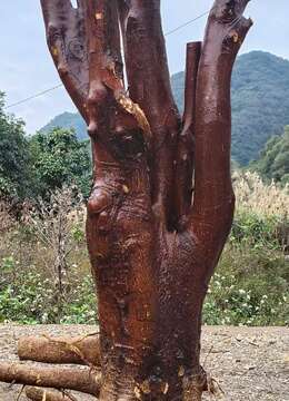 两颗金豆老桩喜欢的联系