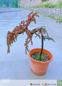 漂亮荀子大庄，果子爆满