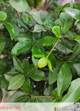 阴树种进家，家里灾祸多！这些树是阴树？千万别种错了！