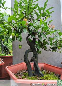 挂果弹子，喜欢的老板联系