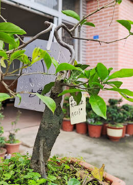 小品170号金弹子花生果盆景可以掌上赏玩的小品金弹子盆景