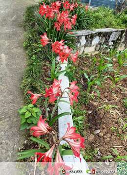 金弹子老桩金弹子如何运输