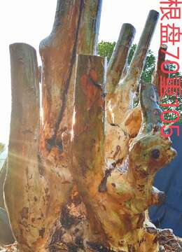 刚刚下山新鲜。漂亮红花紫薇，全身坨坨。有喜欢赶紧下单