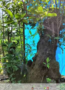 金弹子老桩疙瘩包金弹子实物照片