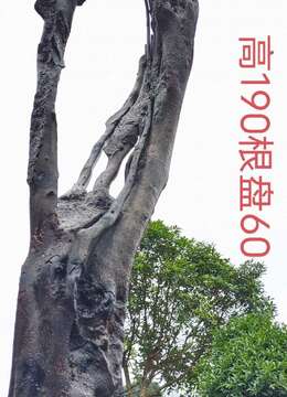 新鲜漂亮母桩金弹子，有喜欢赶紧下单，