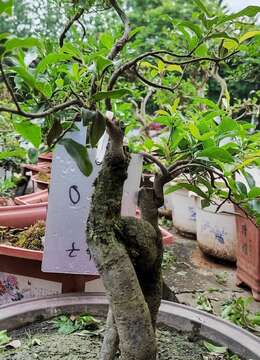 兄弟同心150号金弹子同舟共济相辅相成的两根合一金弹子桩