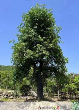 吨位级。一对霸气，全冠原生大母桩金弹子，别墅庭院首选，霸气十足。