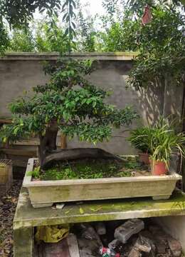 金弹子盆景丰果金弹子能从哪买到