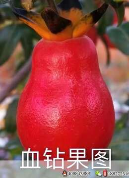 金弹子网海派金弹子能从哪买到