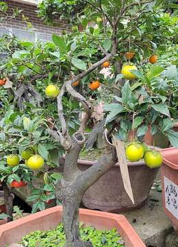 金弹子挂果后叶面可喷水吗