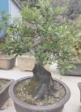 金弹子盆景价格◇海派金弹子零售╬