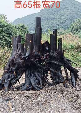 金弹子生桩金弹子售价和联系方式