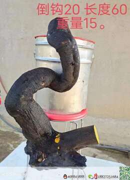 挂果金弹子高大上金弹子地景