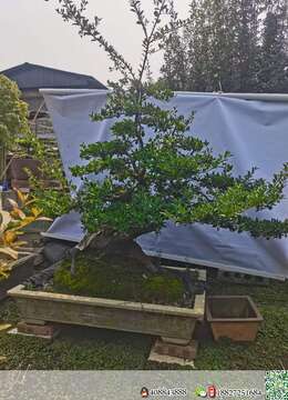 喜欢的老板联系我