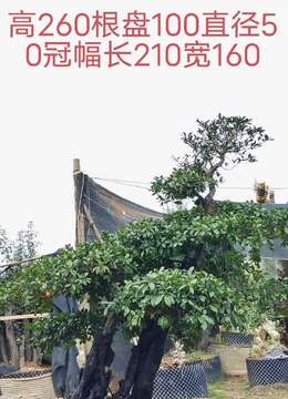 漂亮全冠年功熟桩金弹子，别墅庭院首选，有喜欢赶紧下单