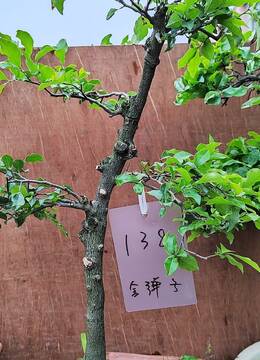 138号直杆杆老桩金弹子小品盆景也是挂果的金弹子品种