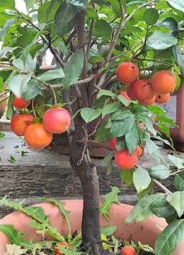 掌握住这4个技巧，家庭盆栽金弹子，好看又好养