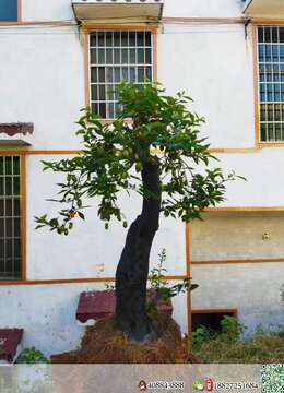 金弹子老品种血红果，基粗23，高125