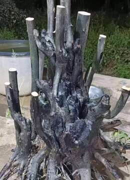 金弹子漂亮桩看上的来聊