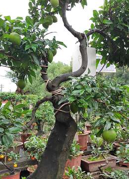 老鸦柿为什么嫁接不活