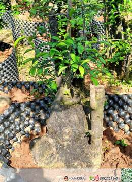 金弹子熟桩喜欢的老板联系