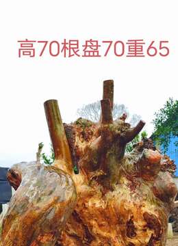 刚刚下山新鲜，漂亮紫薇，全身坨坨，有喜欢赶紧下单，