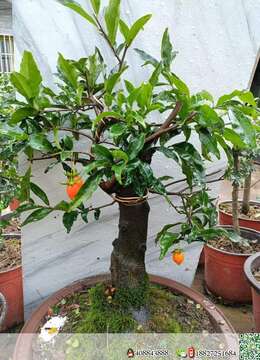 金弹子老桩金弹子交易市场