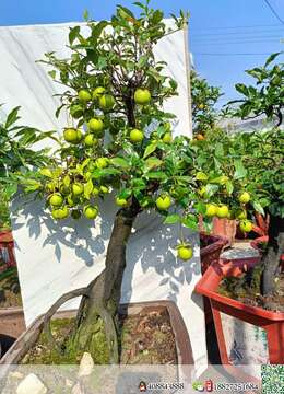 金弹子网金弹子买卖价格