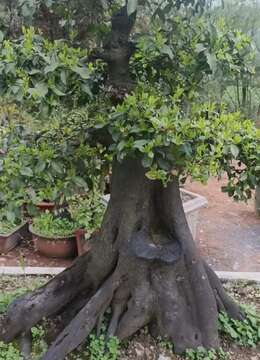 金弹子下山桩北京金弹子老桩实物图片