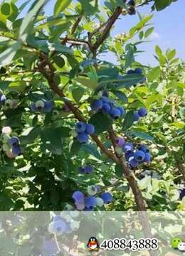 蓝莓成熟了，需要的老板联系喔