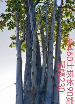 4颗。吨位级全冠大熟桩。原生大母桩金弹子，一起打包价格美丽，转车发货。