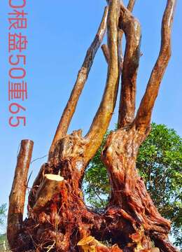 漂亮红花映山红。纹路老桩，有喜欢赶紧下单，一起打包价格美丽。