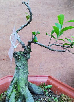 快手125号金弹子盆景飘逸造型快手金弹子小品赏玩老桩盆景