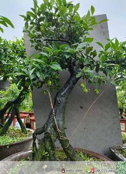 金弹子树桩盆景金弹子的联系方式