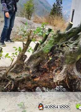 金弹子树桩盆景金弹子悬崖