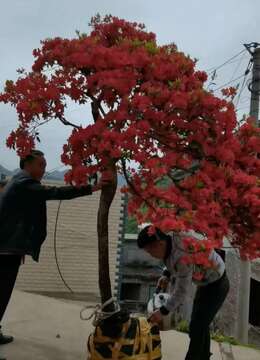 金弹子树桩盆景浙江挂果金弹子实物图片