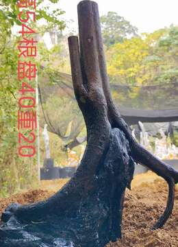 刚刚下山新鲜，漂亮母桩金弹子，有喜欢赶紧下单